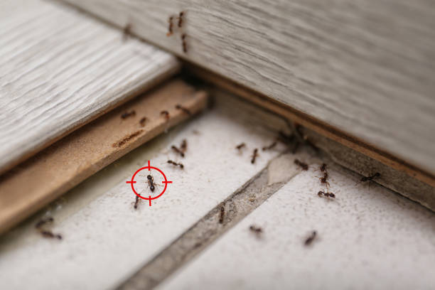 Best Residential Pest Control  in Crothersville, IN