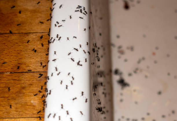 Pest Control for Restaurants in Crothersville, IN