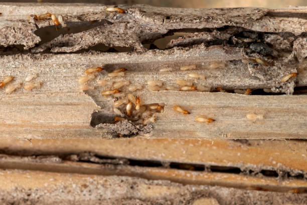 Best Affordable Pest Control Services  in Crothersville, IN